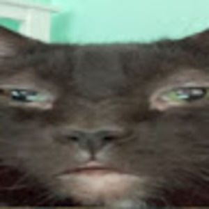 Meet your Posher, Shelby